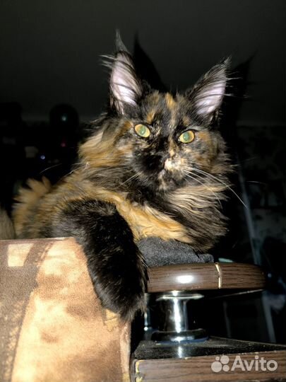 Мейн-куняшка