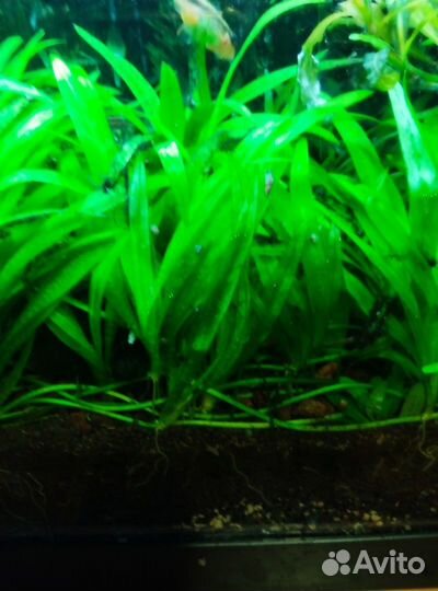 Аквариумные растения