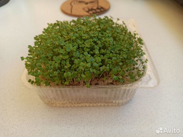 Микрозелень