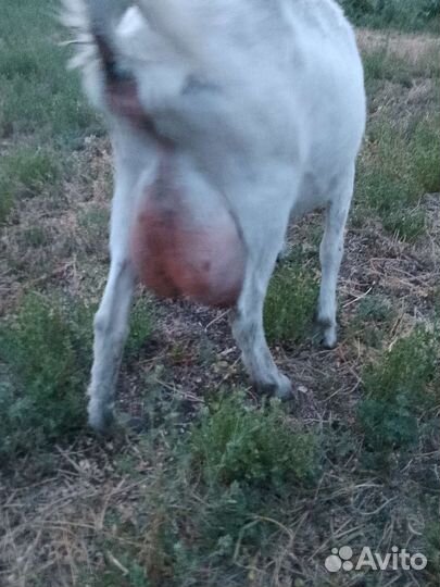 Зааненская коза