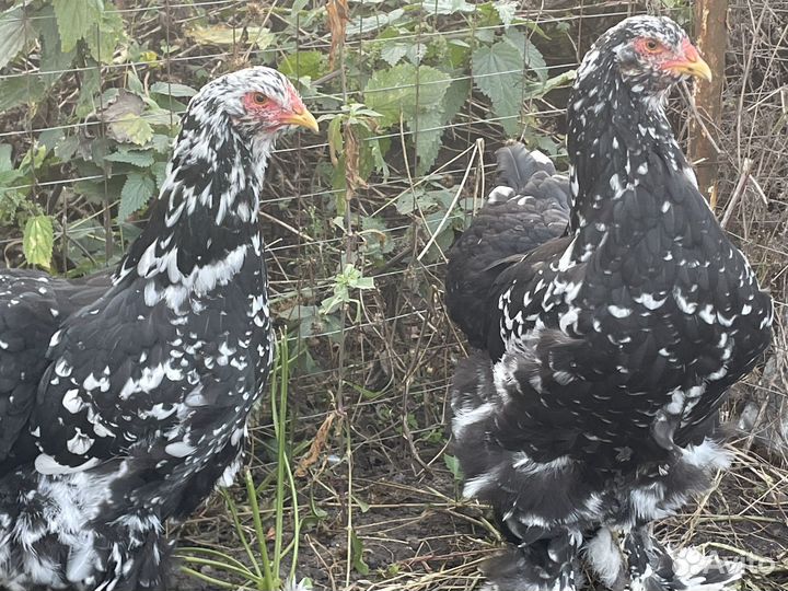 Брама Мраморная. Яйцо цыплята