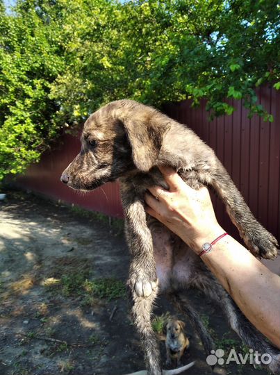 Отдаем в добрые руки