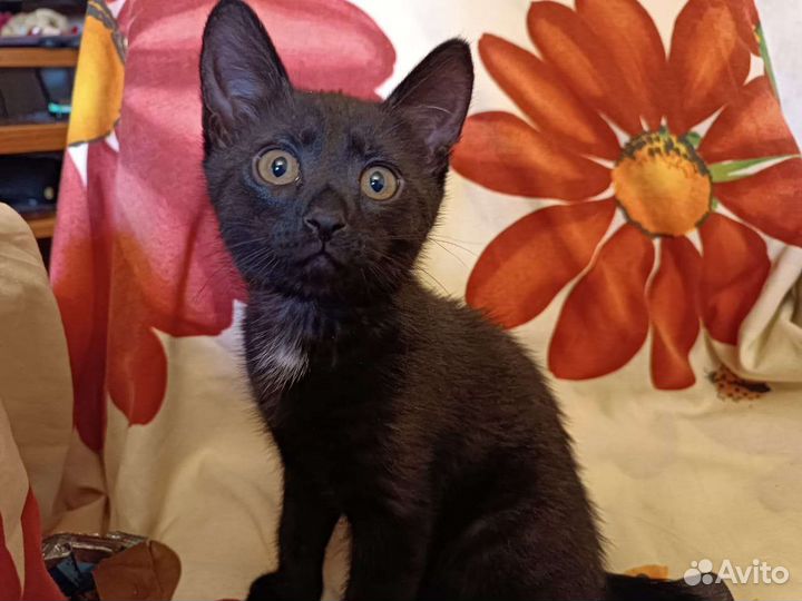 Британские котята