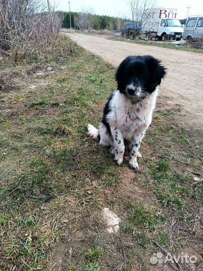 Собака в добрые руки