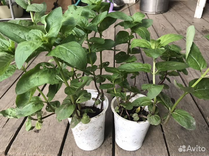 Мята, мелисса рассада, свежая зеленая, сушенная