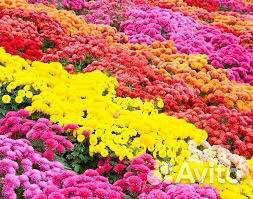 Хризантема мультифлора
