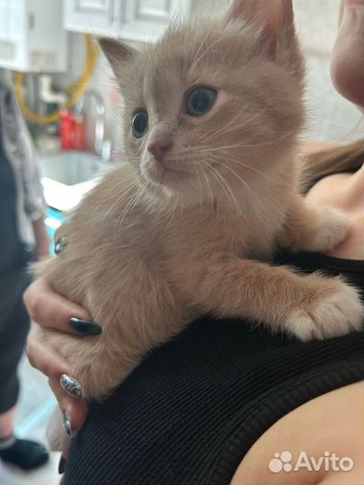 Рыжий котенок мальчик