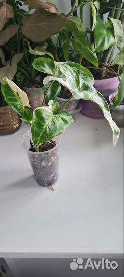 Сингониум Т 25