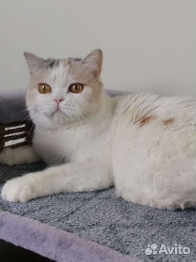 Шотландская Кошка (отдаю)