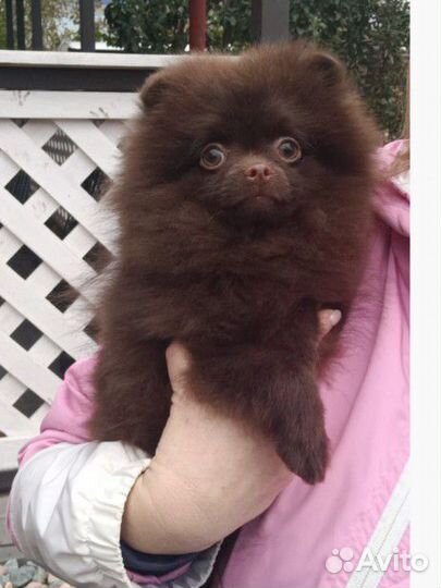 Померанский шпиц