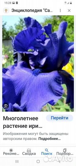 Ирисы сортовые