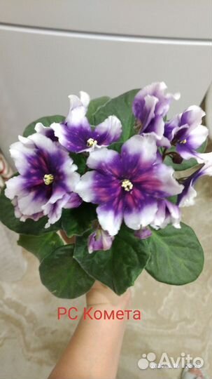 Детки сортовых фиалок