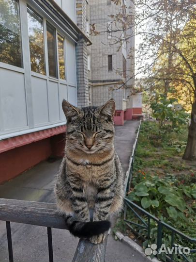 Василек ищет дом