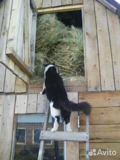 Люцерна, луговое и солома.укос 2023 года