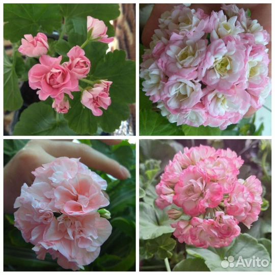 Пеларгония герань набор