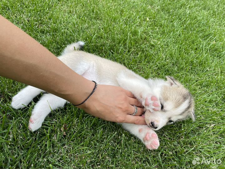 Щенки хаски