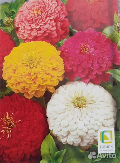 Астра,цинния,бархатцы