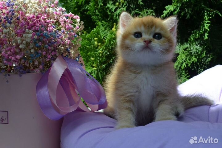 Британские золотистые шиншиллы котята