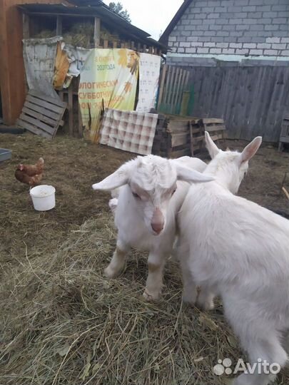 Козы и козлята продажа