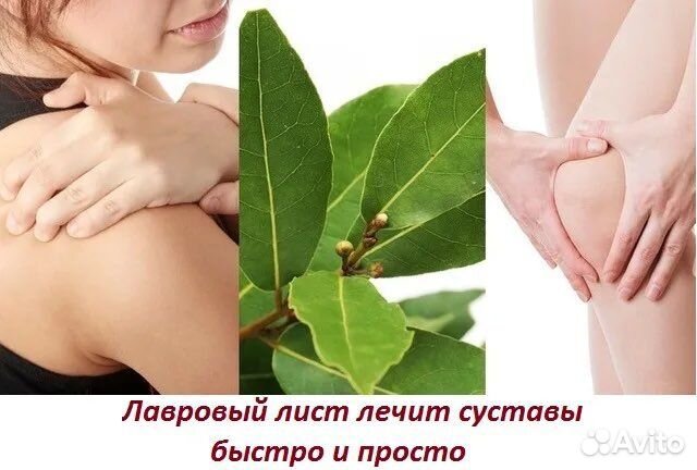 лавровый лист от боли в суставах. лавровый лист для суставов. лавровый лист для суставов. лавровый лист от отеков. отвар из лавровых листьев.