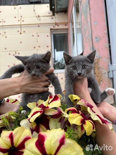 Отдаем котят в добрые руки