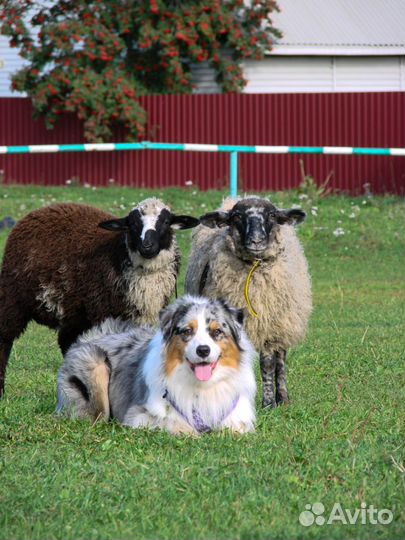 Австралийская овчарка (аусси) кобель для вязки