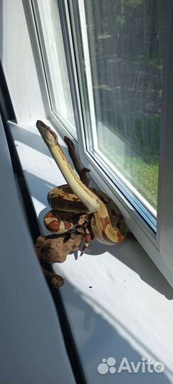 Императорский удав