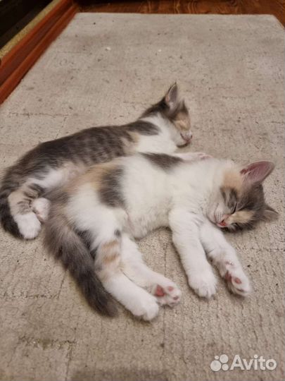 Котенок в дар бесплатно