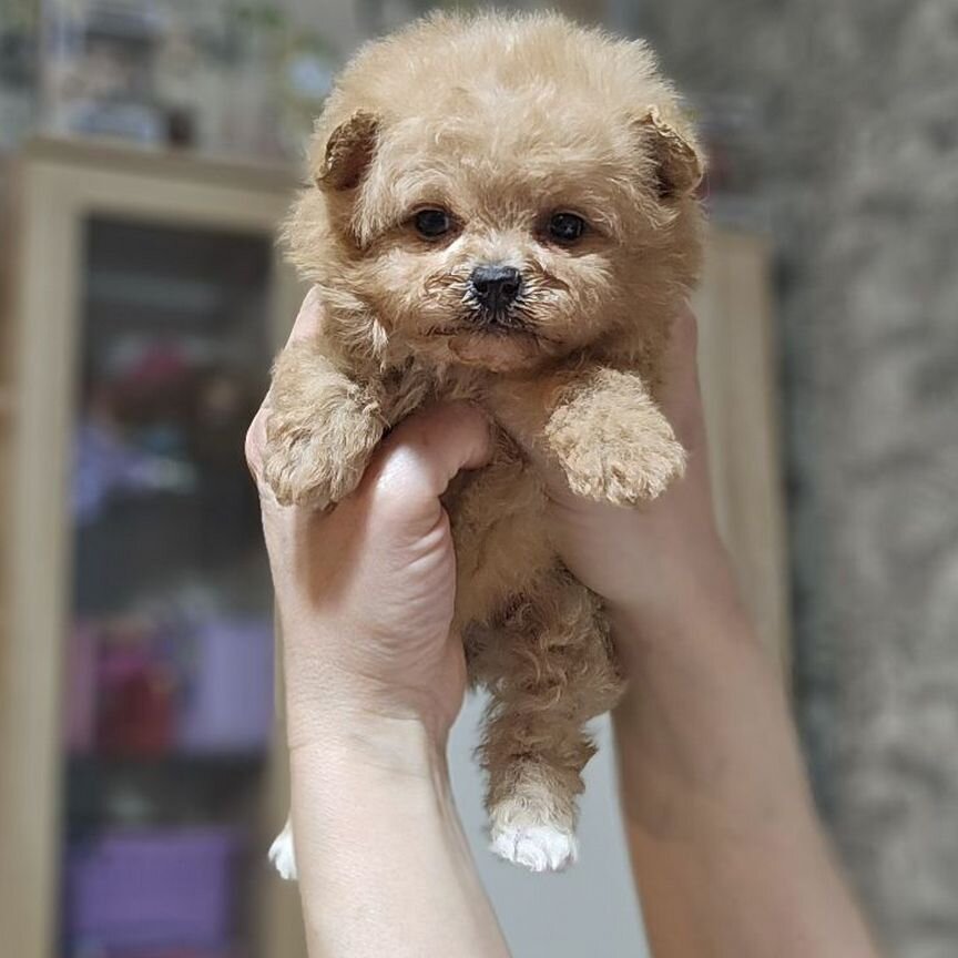 Maltipoo F1 супер мини девочка