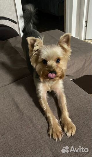 Йоркширский терьер мальчик вязка