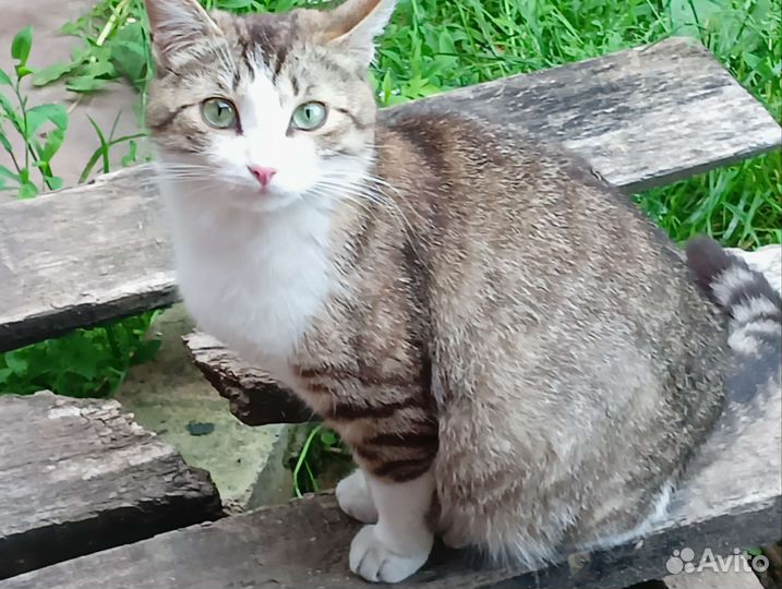 Кошка в добрые руки бесплатно