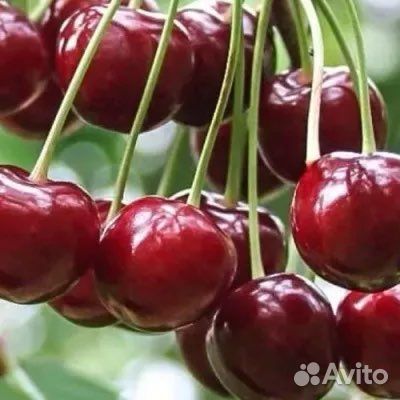 Вишня на ножке