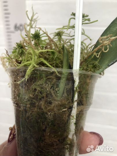 Сциндапсус Dark forms Ellow var