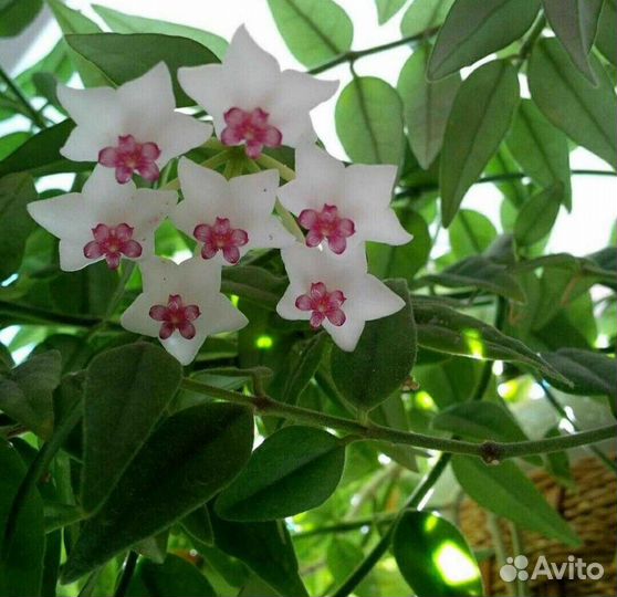 Хойя. Хедера. Хатиора. Сенполия. Традесканция