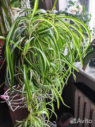 Продам цветы комнатные