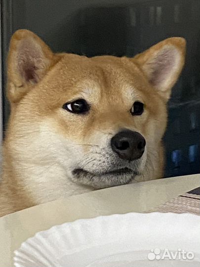 Аренда сиба-ину для съемок