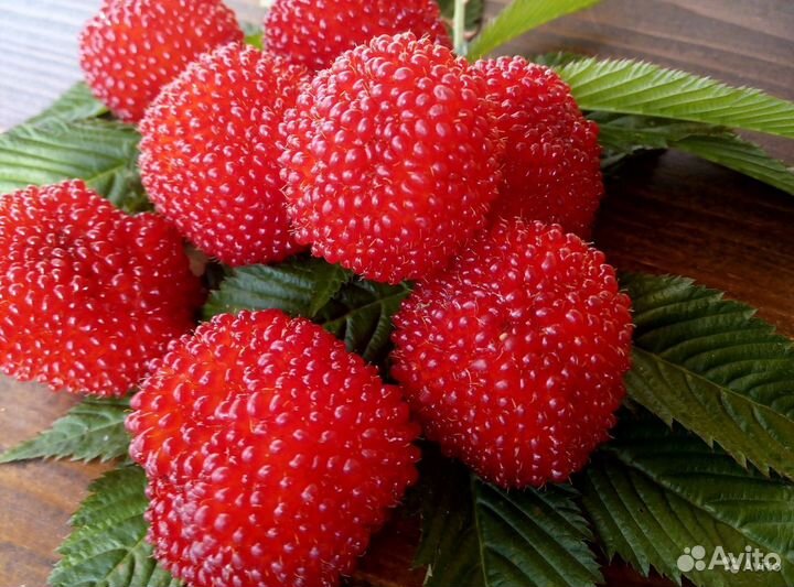 Саженцы Miao, Мяо, тибетская малина, малина розол