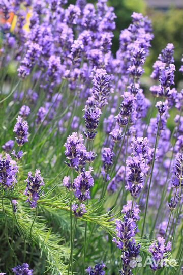 Лаванда