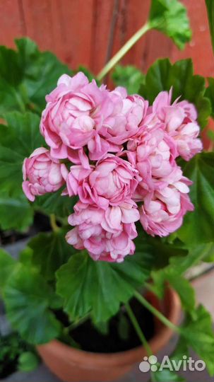 Пеларгония герань. Много сортов