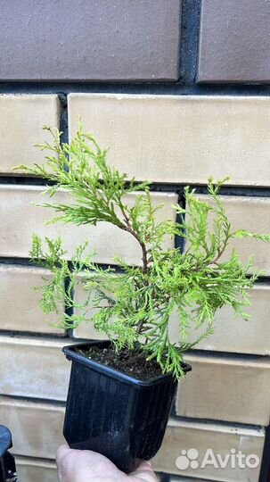 Можжевельник Блю Эрроу