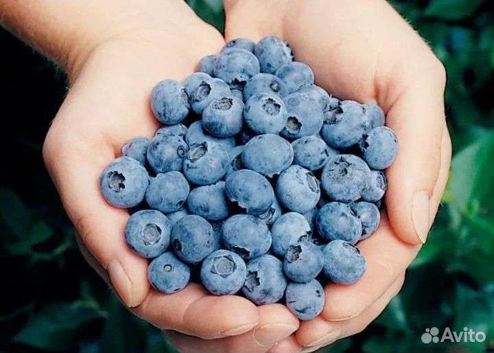 Черника, голубика