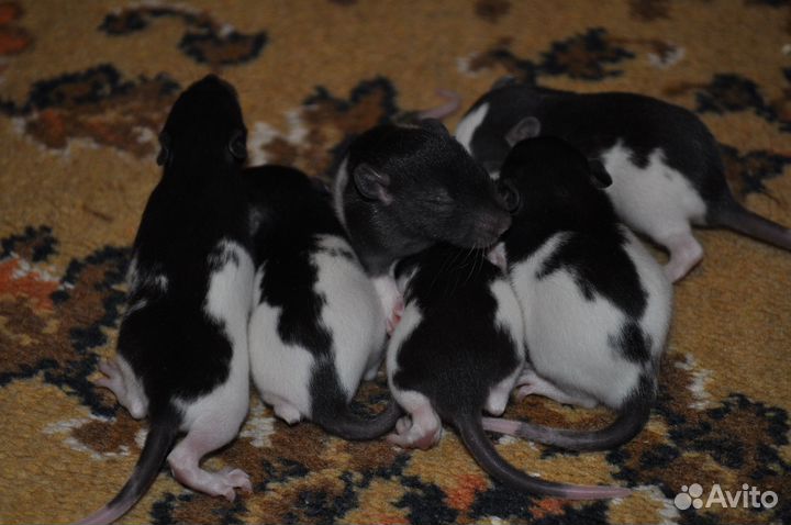 Продам декоративных крыс