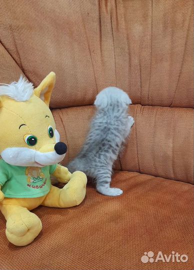 Вислоухое пушистое счастье