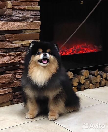 Мальчик на вязку, Шпиц