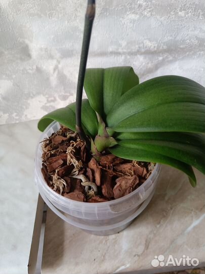 Орхидея пелор Драгон Марпл