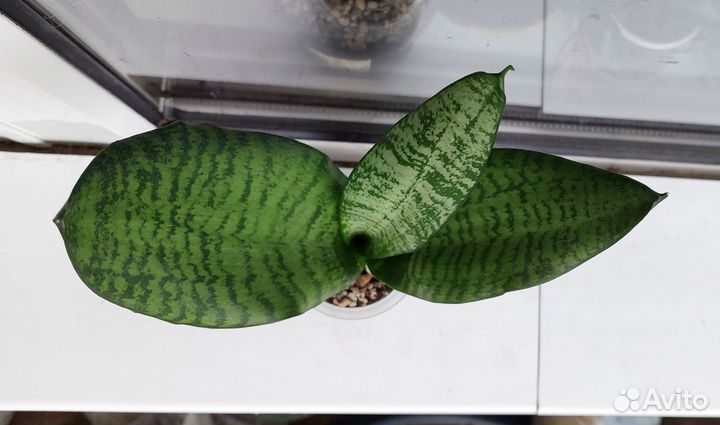 Сансевиерия трехполосная