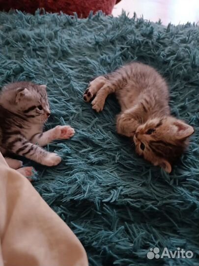 Вислоухие котята отдам