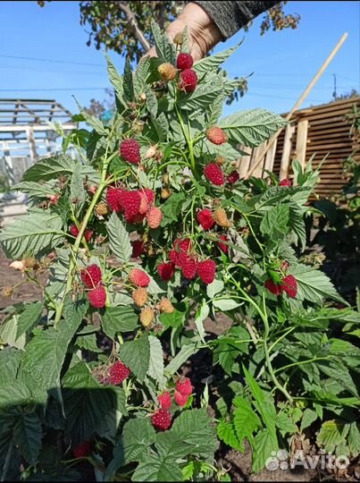 Ремонтантная малина Атлант