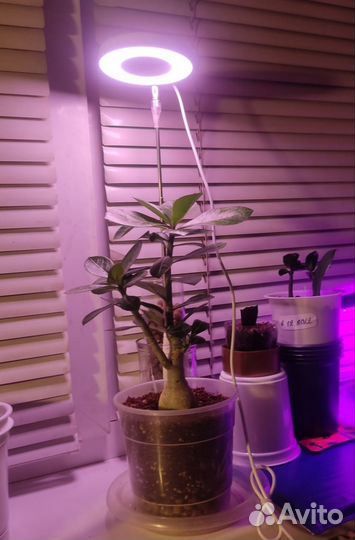 Фитолампа для растений полный спектр