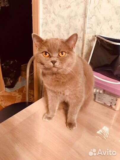 Британские котята